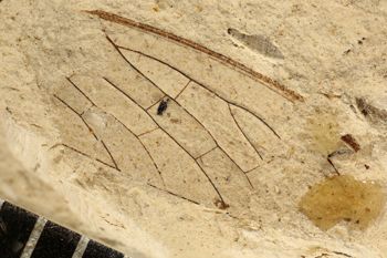 Media type: image;   Entomology PALE-3067